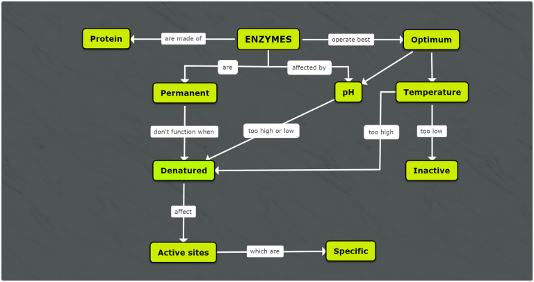 enzymes concept map template Mindomo