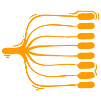 Multi-branch color